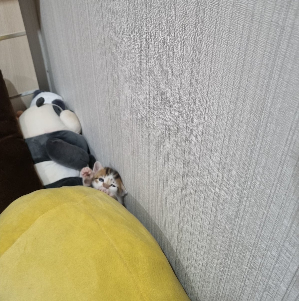 Cimoy🦭 tweet media