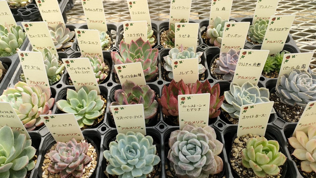 armeria0504's tweet photo. 来月
５月３日　土曜日
５月４日　日曜日
月に一度の直接販売
トキメキ市です。
多品種の多肉植物
格安苗を取り揃え皆様方の
ご来場をお待ちしております。
(_ _)
諸物価高騰の昨今ですが、
お求め安くしております。
#アルメリア
#多肉植物
#多肉販売
#多肉植物のある暮らし
#多肉狩り
#タニラー https://t.co/VerJNPikef