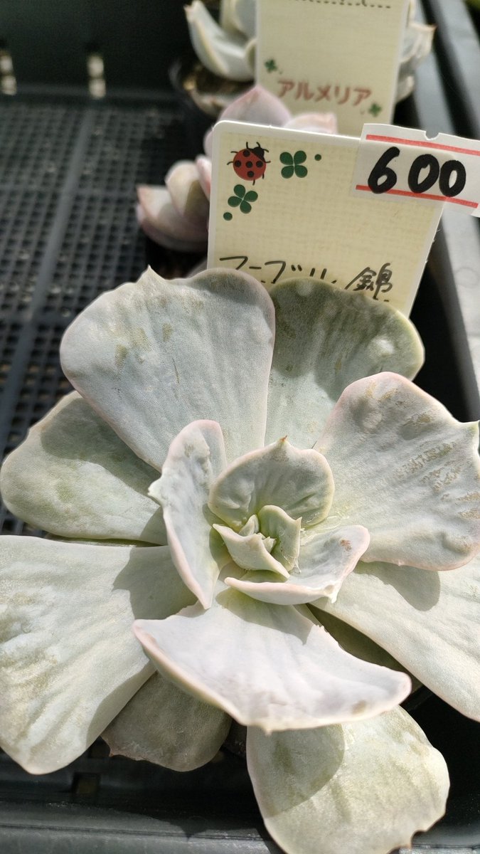 armeria0504's tweet photo. 来月
５月３日　土曜日
５月４日　日曜日
月に一度の直接販売
トキメキ市です。
多品種の多肉植物
格安苗を取り揃え皆様方の
ご来場をお待ちしております。
(_ _)
諸物価高騰の昨今ですが、
お求め安くしております。
#アルメリア
#多肉植物
#多肉販売
#多肉植物のある暮らし
#多肉狩り
#タニラー https://t.co/VerJNPikef
