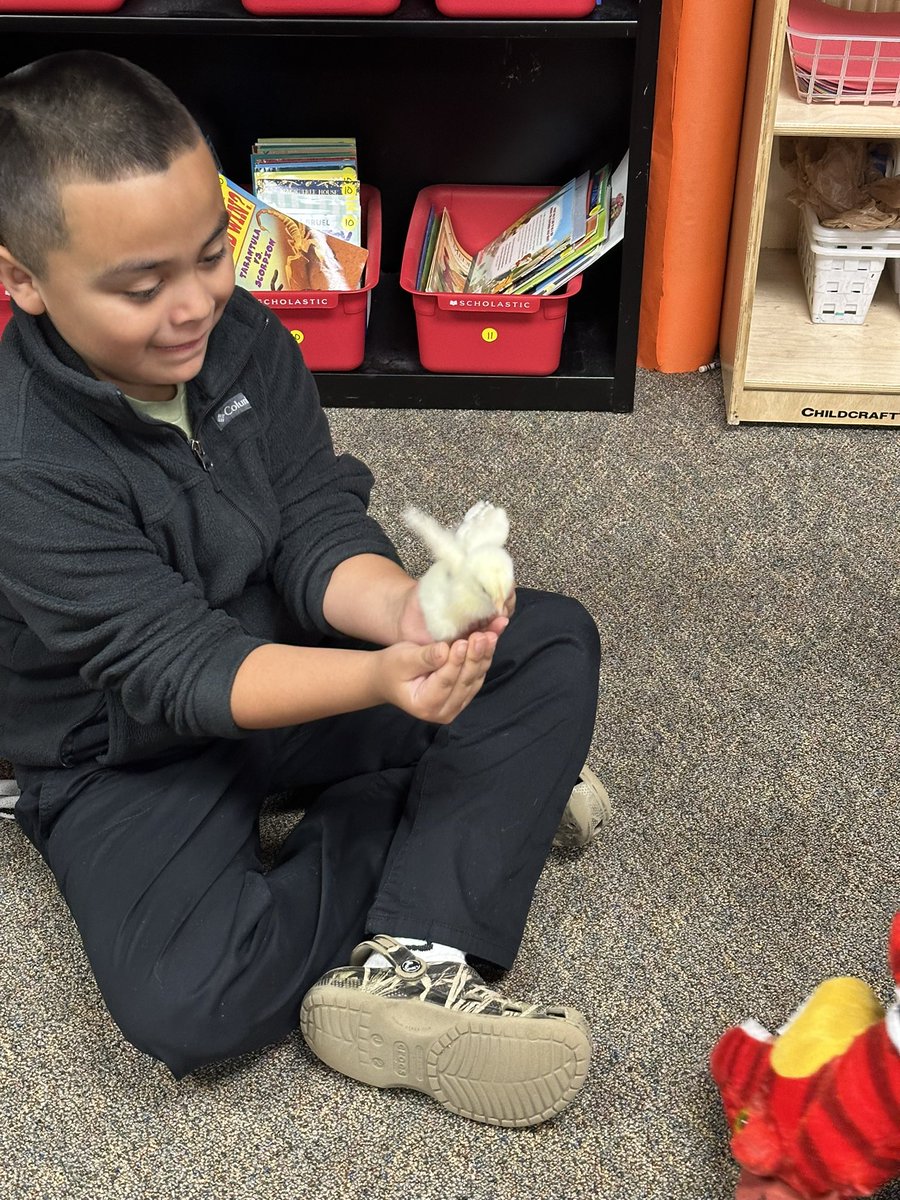 Adrienne Taylor (@a_davis7804) on Twitter photo <a href="/MsLogan2311/">Dawn Logan</a> Thanks for letting us chick sit! My students were so excited to see them. ๐ฅ๐ฃ
#CubCommUnity ๐๐๐ป #TeamRCE #AllInAtRCE <a href="/HumbleISD_RCE/">Ridge Creek Elem</a> <a href="/HumbleISD/">Humble ISD</a> <a href="/MsLogan2311/">Dawn Logan</a> Thanks for letting us chick sit! My students were so excited to see them. ๐ฅ๐ฃ
#CubCommUnity ๐๐๐ป #TeamRCE #AllInAtRCE <a href="/HumbleISD_RCE/">Ridge Creek Elem</a> <a href="/HumbleISD/">Humble ISD</a>
