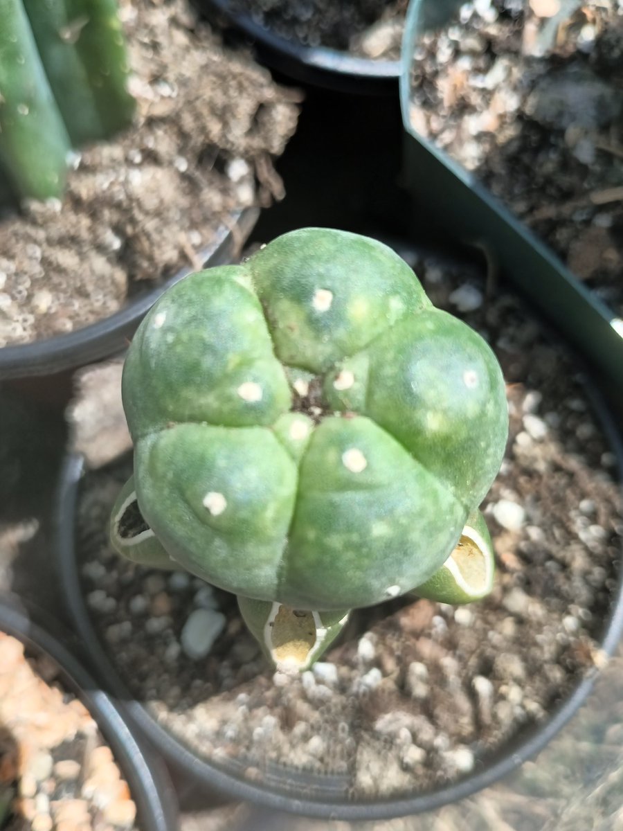 Different types of lophopharia williamsii