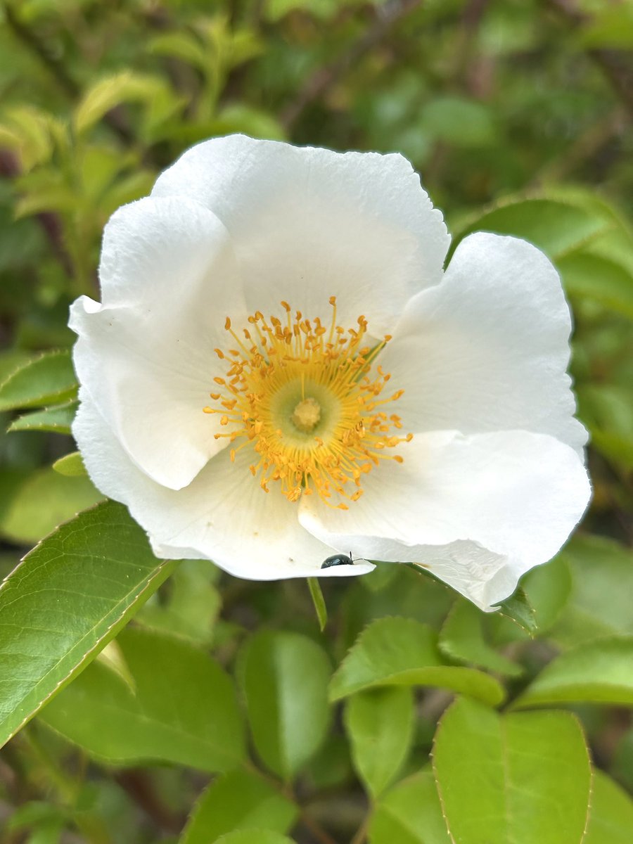 少し肌寒い朝です⛅️
お庭のナニワイバラが今年も咲き始めました🥰