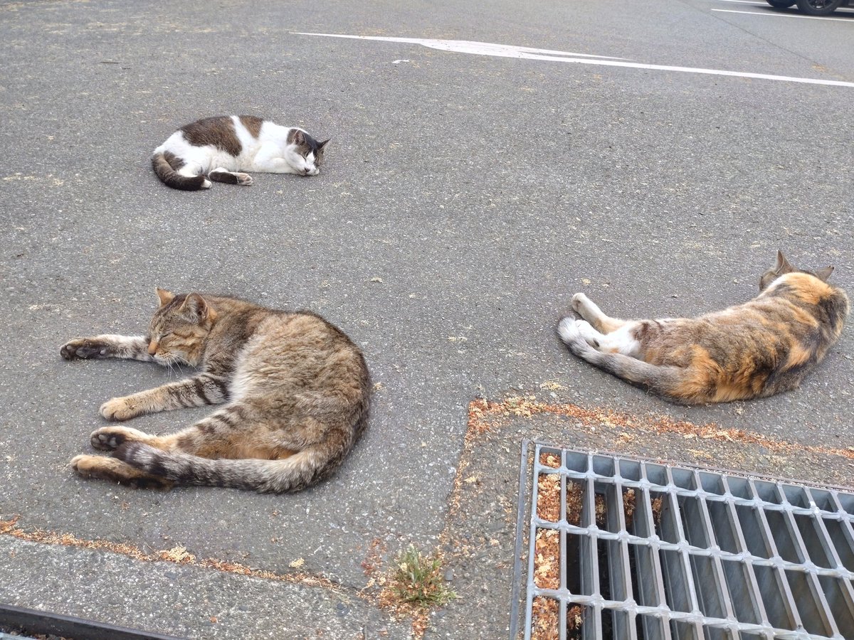 ゴールデン😪
寝よ寝よ😪
にゃんにゃん😪
#猫が好き