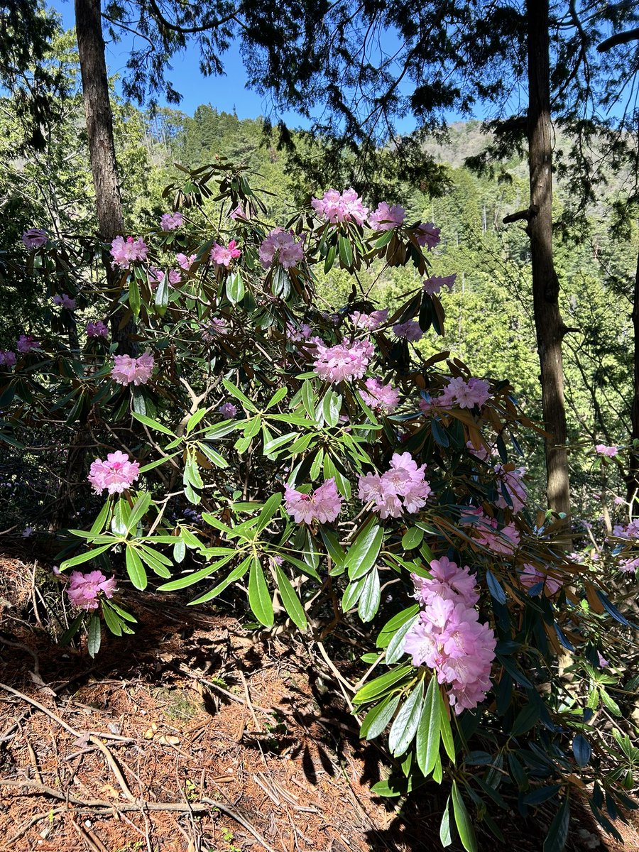 🌸シャクナゲ満開🌸
見頃は30日頃まで。

#志明院 #岩屋不動 #シャクナゲ #石楠花 #kyoto #japan