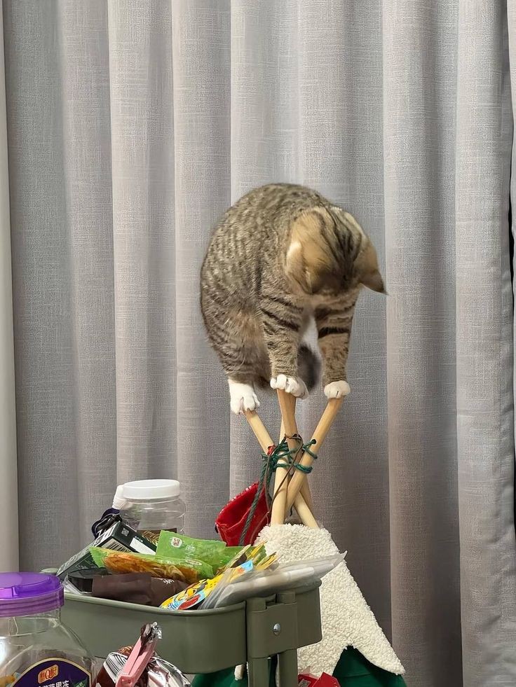 nocontextscats's tweet photo. Perfect balance https://t.co/LNtKvb4up3