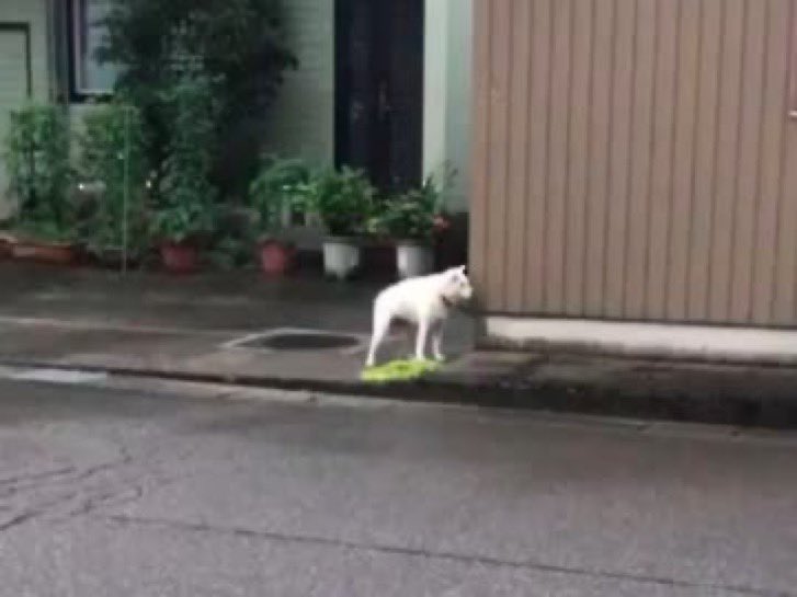 u_m3_'s tweet image. 【中国版】

四（スー）