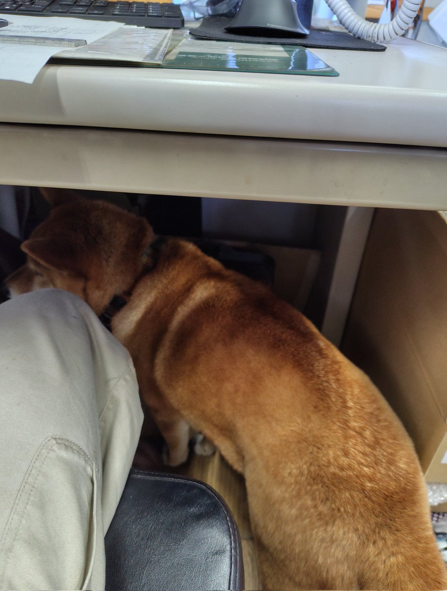 yuzupon39's tweet photo. 土曜出勤仲間（同僚のワンコ）
GW? それってなあに? 😢

#柴犬 https://t.co/zHA6cfSJF2