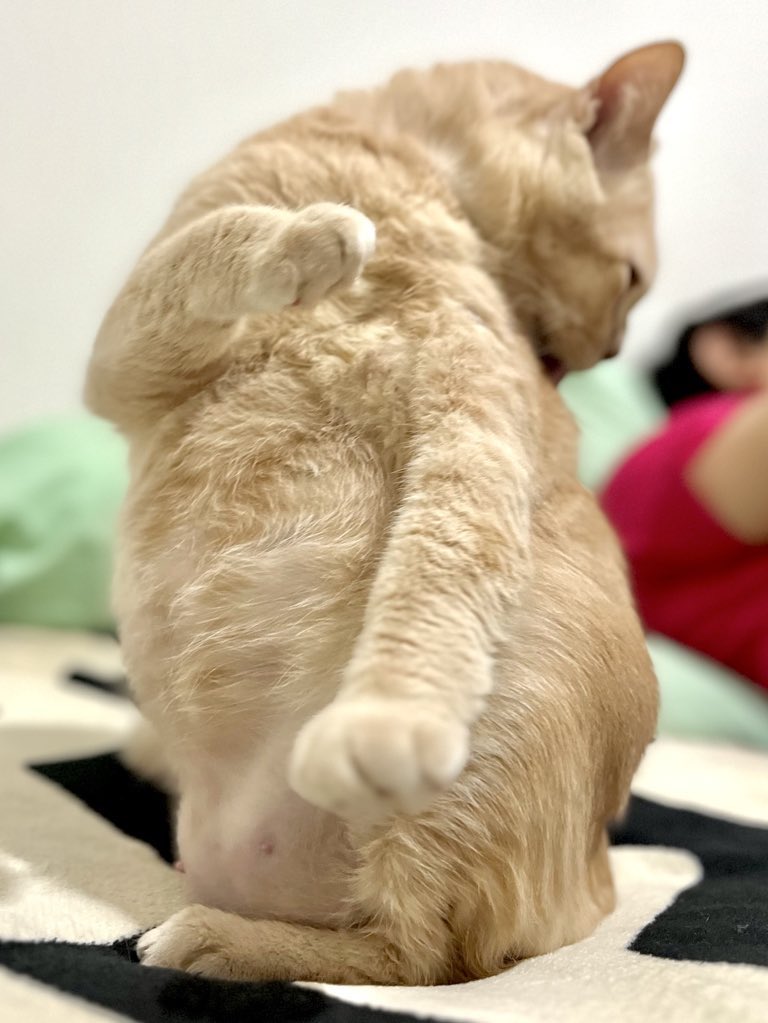Broto 🐈💨 tweet media