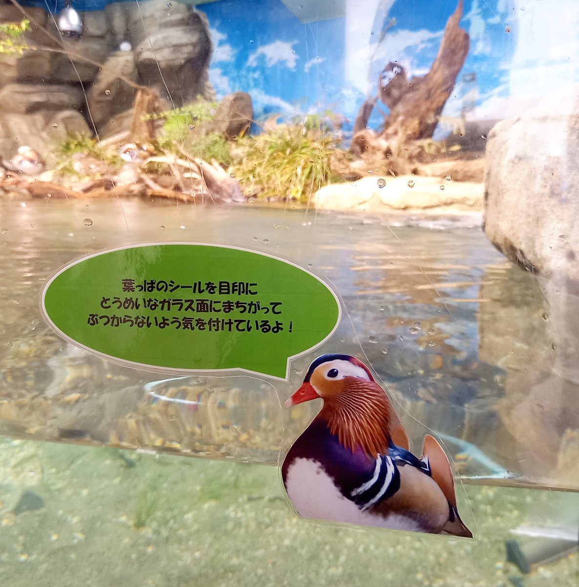 元ラッコプールは水鳥さんのおうちになって公開されてました
壁の青空、空調機の色、岩や外のベンチはラッコの時のままでした
#マリンワールド海の中道