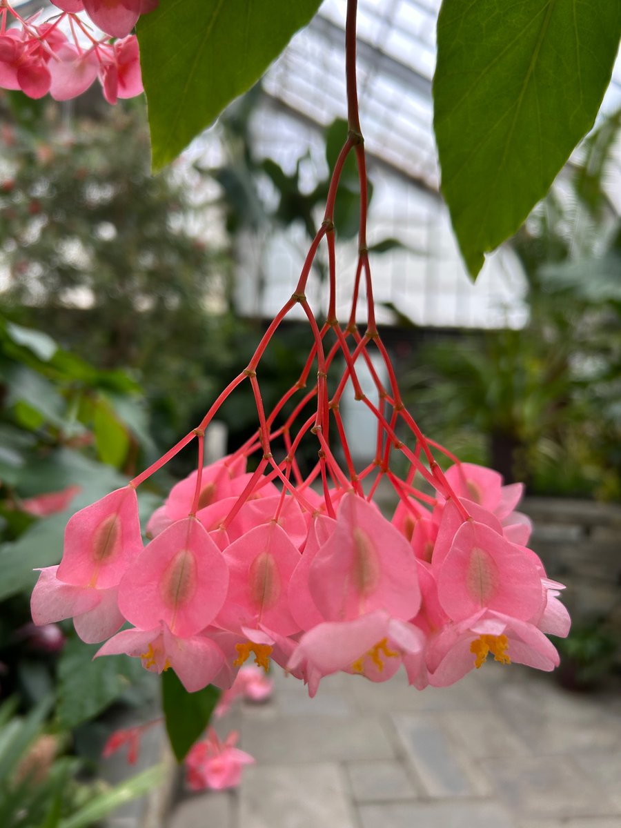 AllisonJMankin's tweet photo. @VABVOX I hope the protection procedure worked perfectly. I really feel for your battles with cancer. Some flowers to send the best wishes https://t.co/eVo8HppaMS