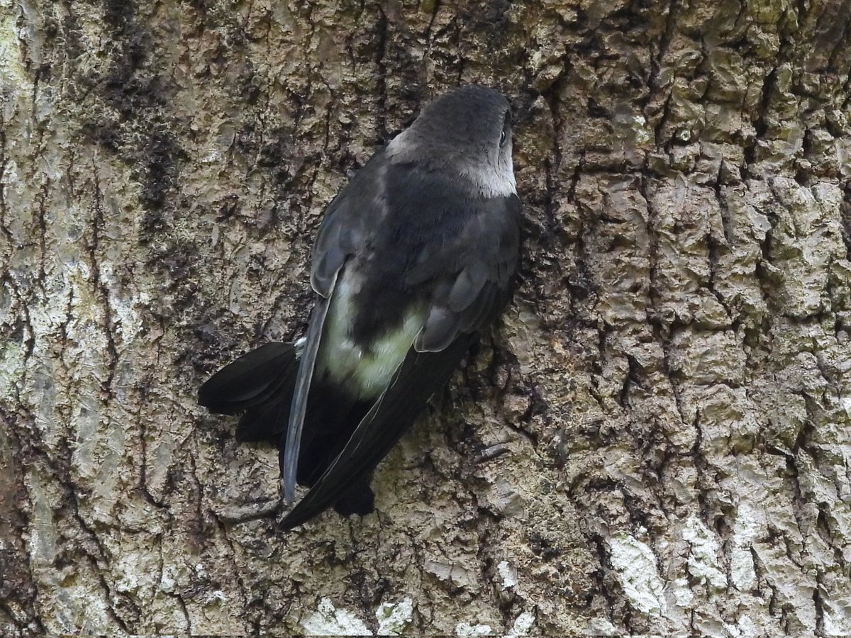I found this newly fledged Antillean Palm Swift in a low bush below a couple of palm trees. It was struggling but so I gave it a lift to a nearby tree. It climbed up the trunk and I left it there. Checked later and it had gone, hopefully flown. For #BirdsSeenIn2025