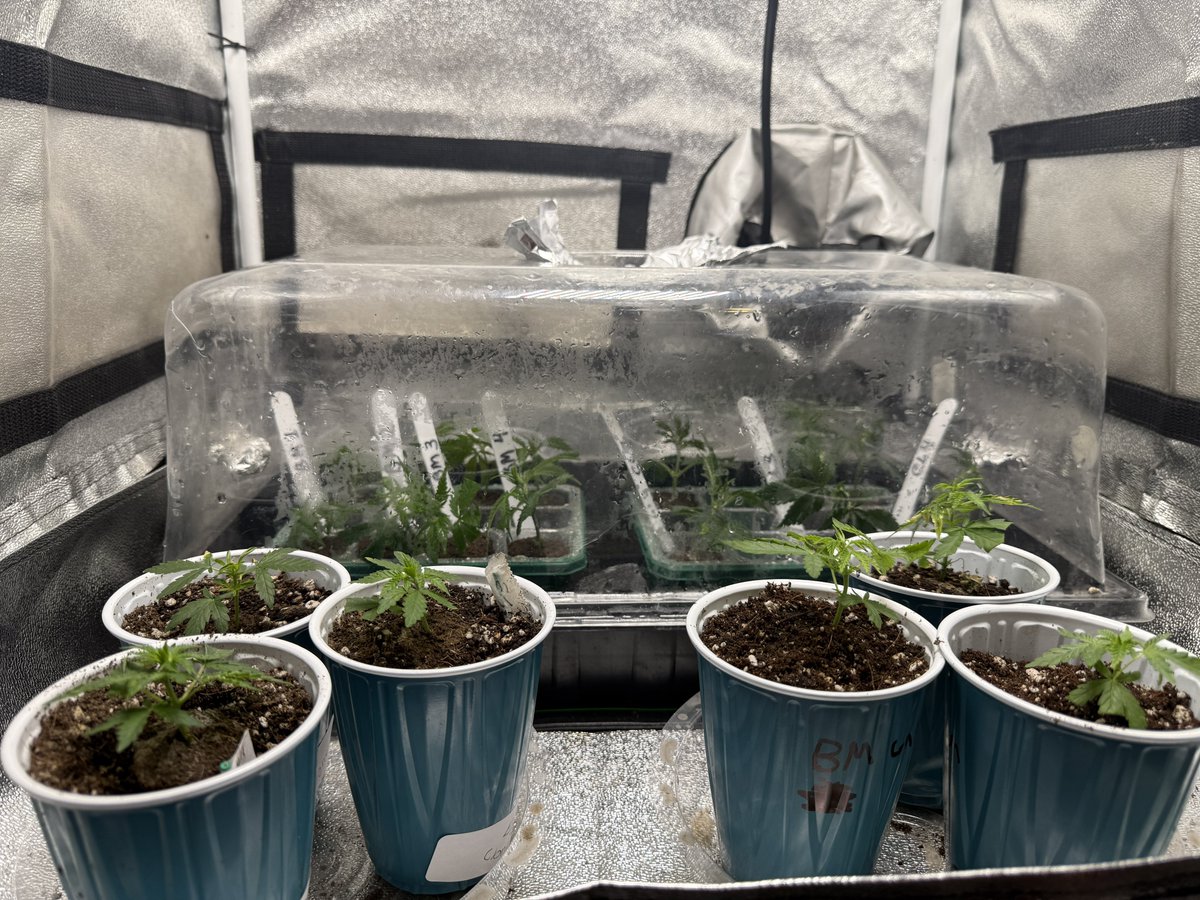 New round of clones. We took 2 of each Blueberry Muffins from Humboldt and 2 each of the Chemmy Lemmy from <a href="/NectarBeans/">GhostDog</a> 

Our previous round was semi-successful, however tags got mixed up and I am unsure what clone came from which mother. I plan on giving these away #cannafam