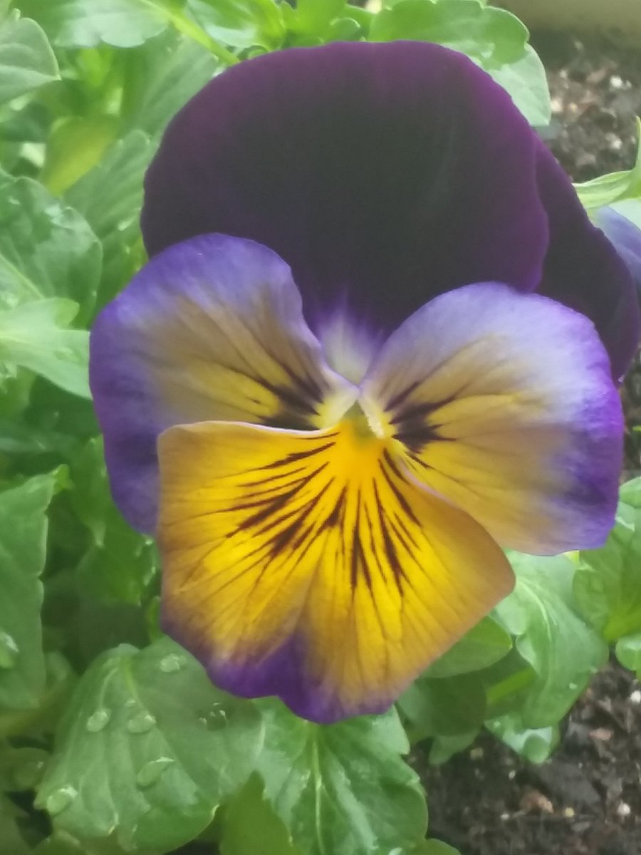 #pansies #flowers #blooms #nature #peaceful #photos
