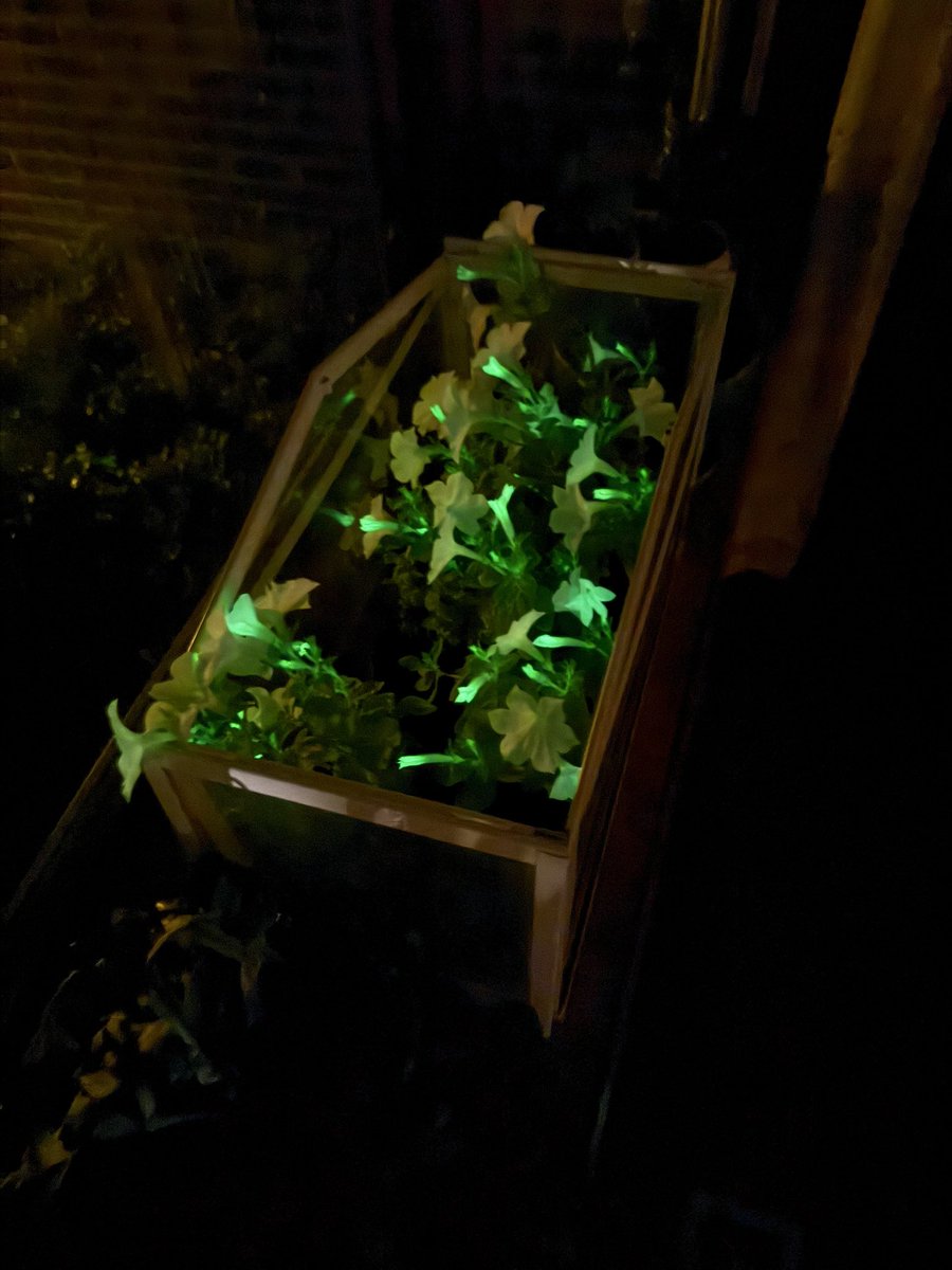 My Firefly Petunias are glowing!  Can’t believe this is a real thing!!!