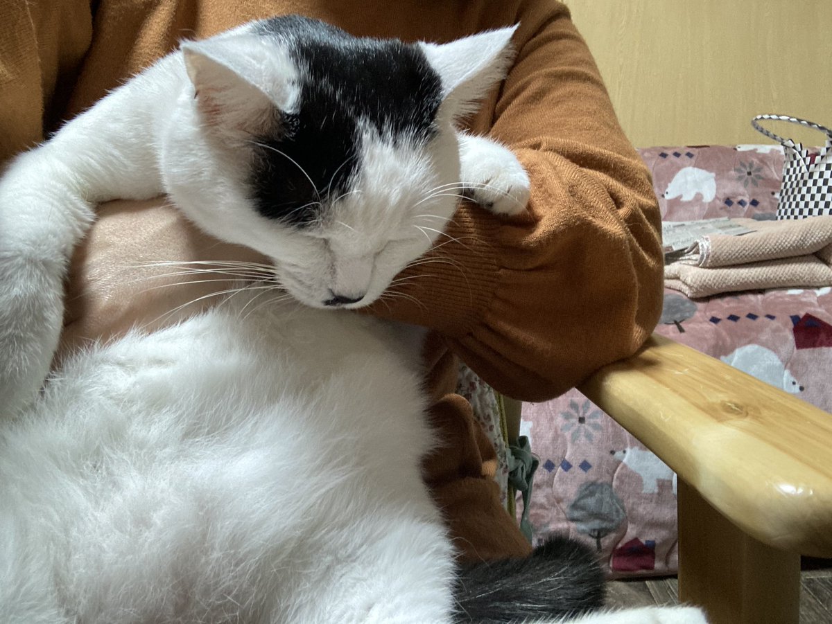 ぬいぐるみが如く 