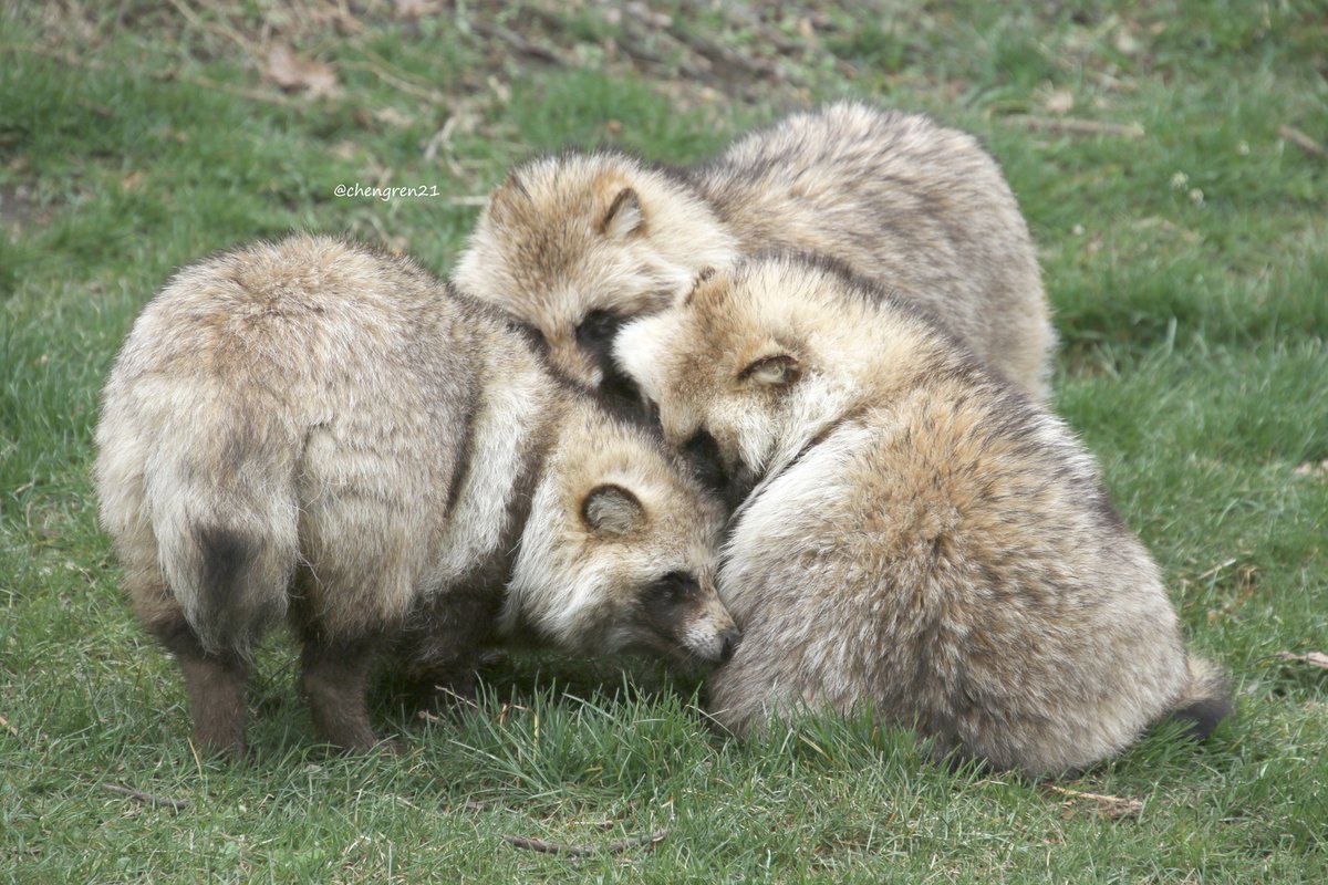 Cheng-Ren🦊🐺 tweet media