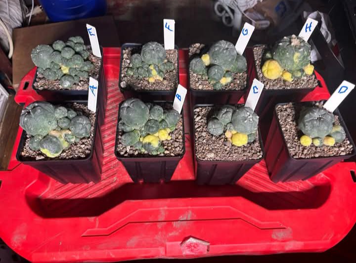 130  shipped variegated multicolor pups