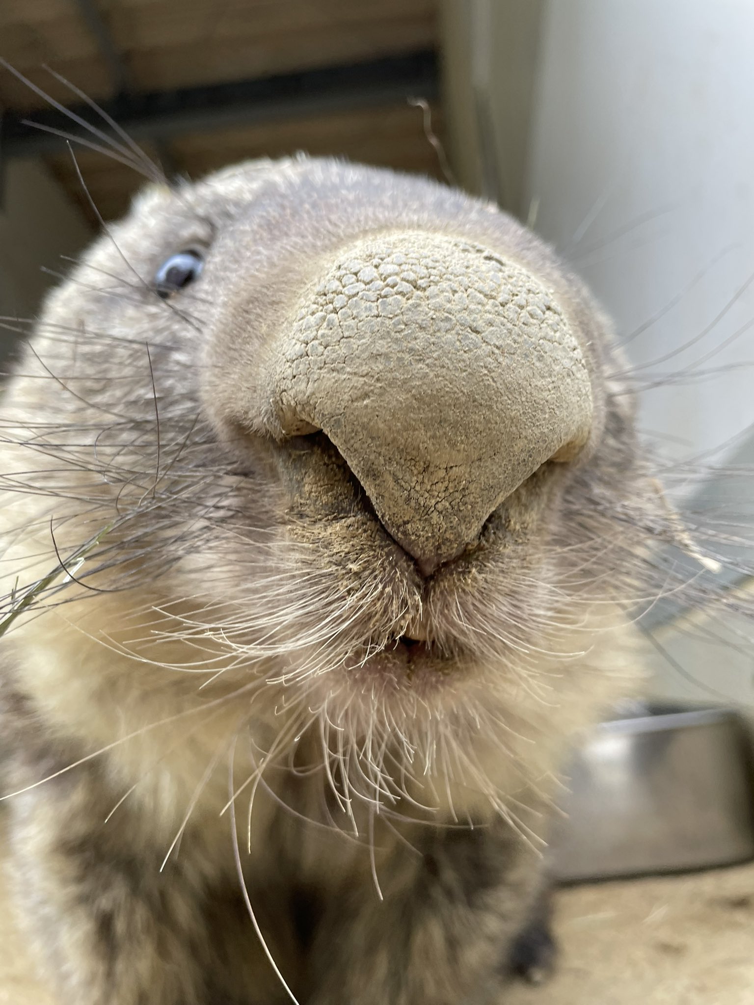 五月山動物園】4.9ウォンバット | tontonのブログ