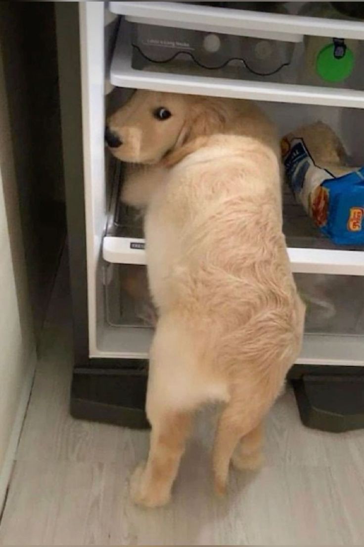 puppies video (@puppies_video) on Twitter photo 