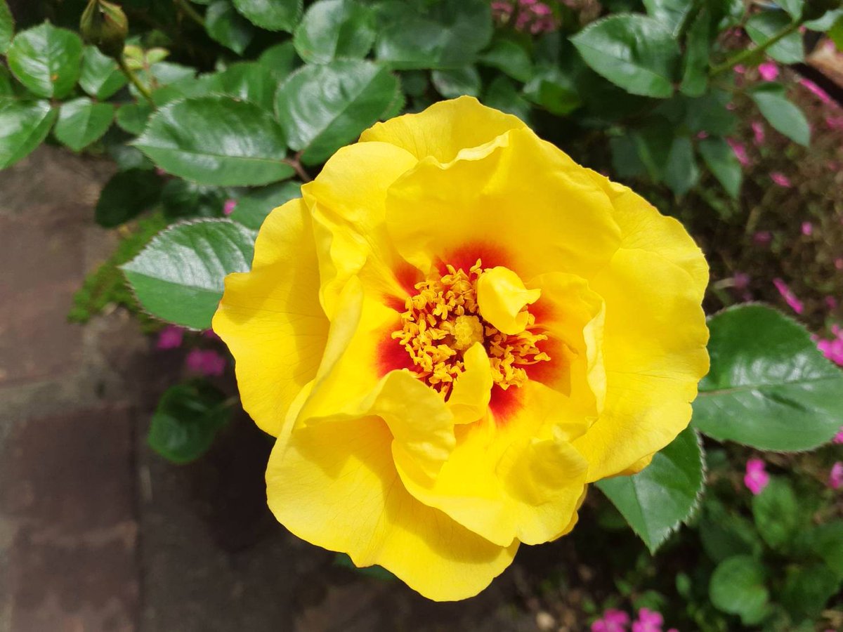 おはようございます。
2つ目のバラが咲きました。
良い一日を！
#バラ
#アイコニックレモネードレッドアイ