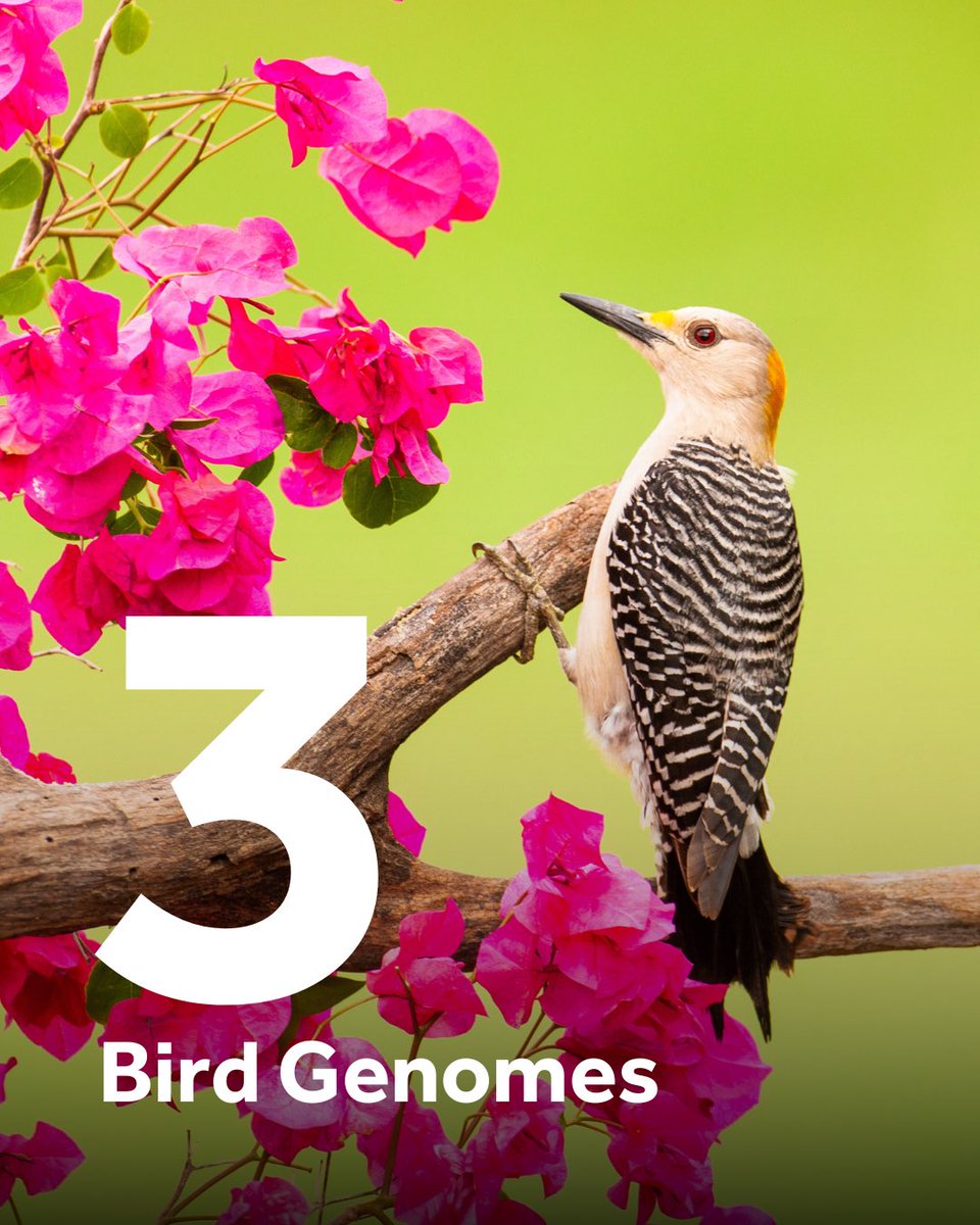 Earth BioGenome Project (@ebpgenome) on Twitter photo Cracking the code of flight: a deep dive into the genomes of three remarkable birds sequenced by <a href="/genomeark/">Vertebrate Genomes Project (VGP)</a> <a href="/erichjarvis/">Erich Jarvis</a> Bird10K and California Conservation Genomics Project 🦅🦜 Cracking the code of flight: a deep dive into the genomes of three remarkable birds sequenced by <a href="/genomeark/">Vertebrate Genomes Project (VGP)</a> <a href="/erichjarvis/">Erich Jarvis</a> Bird10K and California Conservation Genomics Project 🦅🦜