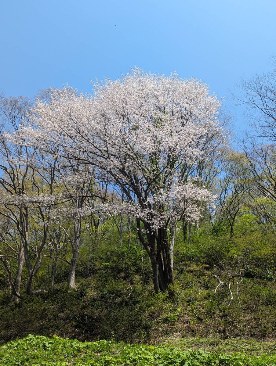 K_Yuttarimura's tweet photo. レストランの窓から見える山桜が満開です。
近く沢では残雪も見られます。

今日も「ゆったり」「湯ったり」

#新潟県 #上越市 #桑取 #くわどり #くわどり湯ったり村 #温泉 #ゴールデンウイーク #おでかけ #ゆったり #日帰り入浴 #日帰り温泉 #山桜 #桜 #残雪 https://t.co/OUo6d1Kym9
