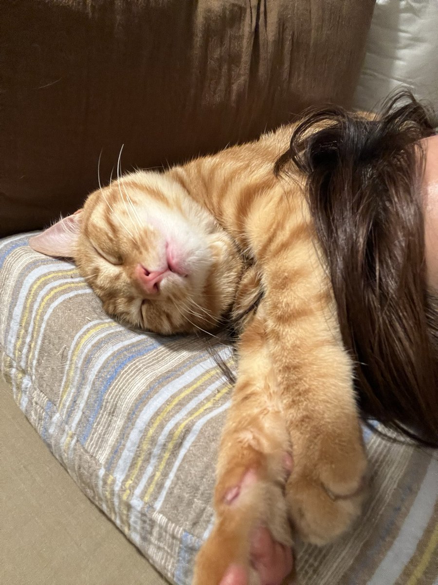 猪扒包 tweet media