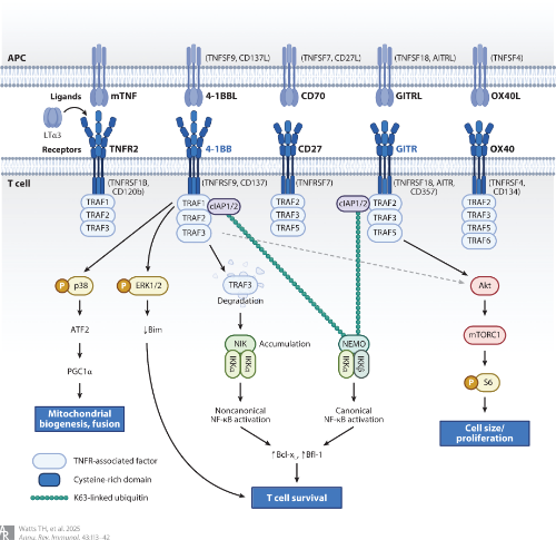 Waggoner Lab (@labwaggoner) on Twitter photo Review <a href="/AnnualReviews/">Annual Reviews</a>
TNF/TNFR Superfamily Members in Costimulation of T Cell Responses—Revisited
annualreviews.org/content/journa… Review <a href="/AnnualReviews/">Annual Reviews</a>
TNF/TNFR Superfamily Members in Costimulation of T Cell Responses—Revisited
annualreviews.org/content/journa…