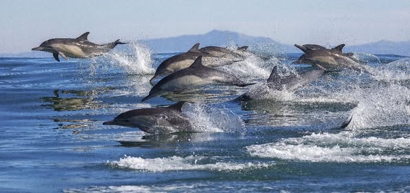 GalacticJack's tweet photo. Something Beautiful Is Happening… The Whales Are Gathering. Right now, thousands of whales and dolphins are converging in South Africa and California.
Massive super pods are being seen
more than 2,000 dolphins in California, and similar gatherings near South Africa’s coastline. These are not small anomalies. This is something global.
For those who are tuned into the energy of the planet, this speaks volumes.
Whales and dolphins are more than just marine mammals. They are guardians of the water grid, carriers of sound codes, joy frequencies, and ancient Earth memory. When they begin to gather in these numbers, it means something deep is happening in the collective field.
Many believe these cetacean convergences are connected to a major grid shift that occurred recently in London. A long-standing distortion was released, and ancient dragon energies
guardians of the Earth’s ley lines
were freed from captivity.
Since that activation, there has been a noticeable uplift in Earth’s frequency.
And now the whales are singing again.
These convergences seem to be their way of responding
of anchoring the changes into the water lines of the Earth, just as the ley lines are being rewritten on land.
This is planetary coherence.
This is love, returning to its rightful place.
Watch the oceans.
Feel the field.
The Earth is speaking in waves, and something truly beautiful is unfolding.