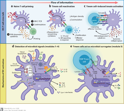 Waggoner Lab (@labwaggoner) on Twitter photo Review @annualreviews <a href="/CincyResearch/">Cincinnati Children’s Research</a> <a href="/ThePasareLab/">Pasare Lab</a>
Bidirectional Communication Between the Innate and Adaptive Immune Systems
annualreviews.org/content/journa… Review @annualreviews <a href="/CincyResearch/">Cincinnati Children’s Research</a> <a href="/ThePasareLab/">Pasare Lab</a>
Bidirectional Communication Between the Innate and Adaptive Immune Systems
annualreviews.org/content/journa…