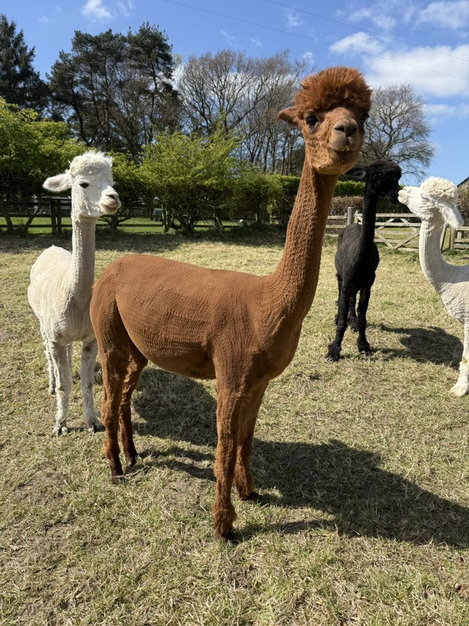Ooh Peoji has milk starting to come.