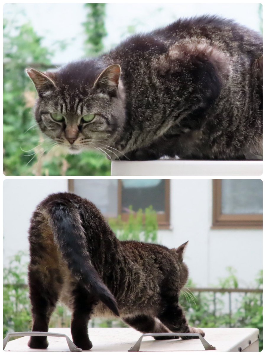 最近姿を見せなかった野良さんが隣家の収納ボックスの上にやってきた🐈‍⬛
野良さんルーティンがあるようで2時間ほど滞在した後、
伸びをしてまた次の場所へと行った😊