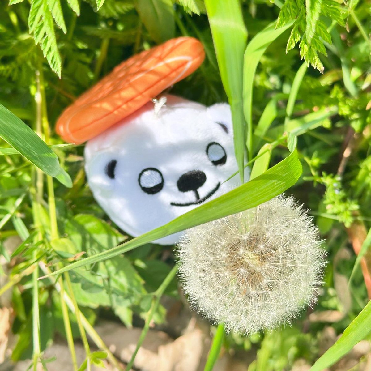 タンポポが綿毛になったよ。
モフモフだね。
風が吹くと飛んでいきそう。
#タンポポ #たんぽぽ #モフモフ #スシズー #スシメー #sushizoo #susheep #ぬい撮り #ぬいぐるみ