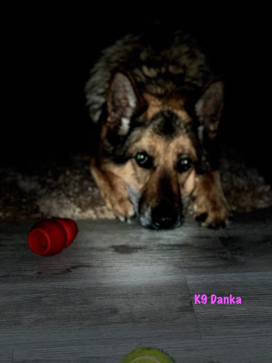 k9danka's tweet photo. #k9danka #k9 #gsd #k9team #workingdog #dopedog #k9handler #mygirl โค๏ธ๐๐พ๐พ https://t.co/GFSDCs9JUn