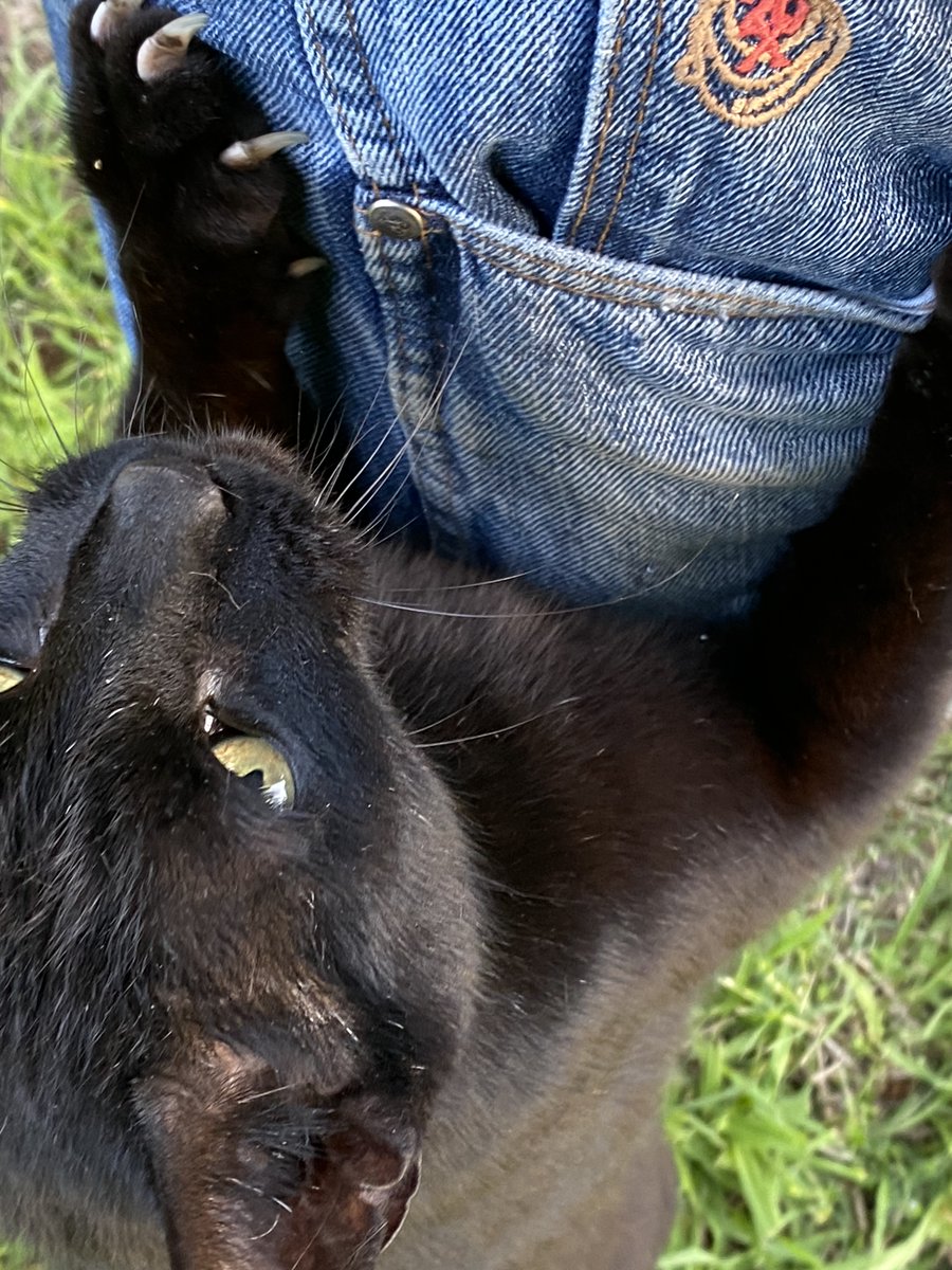 I will climb your legs if you don't give me scritches!
#cats #panfur #blackcats