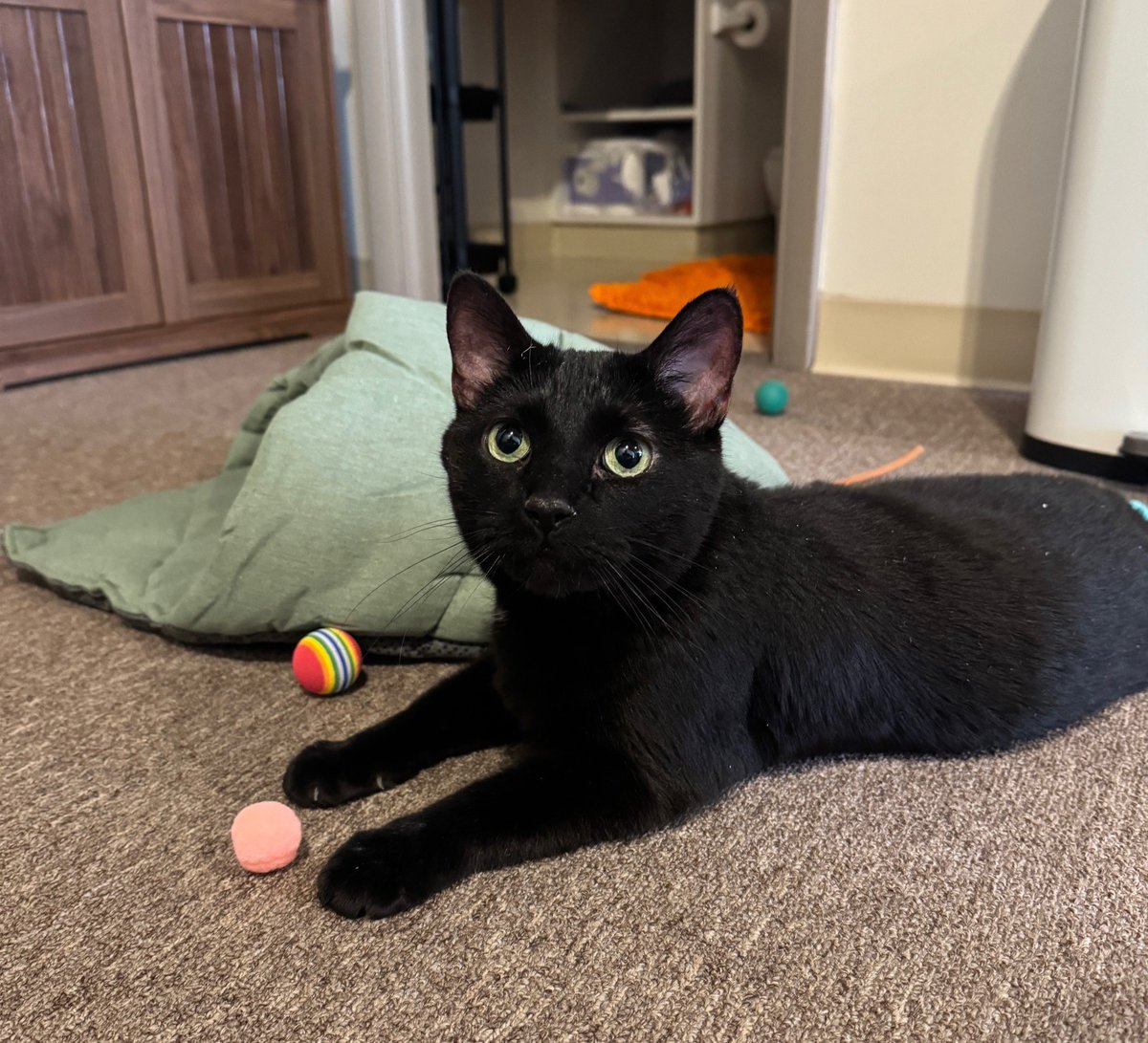 Denver Animal Shelter tweet media