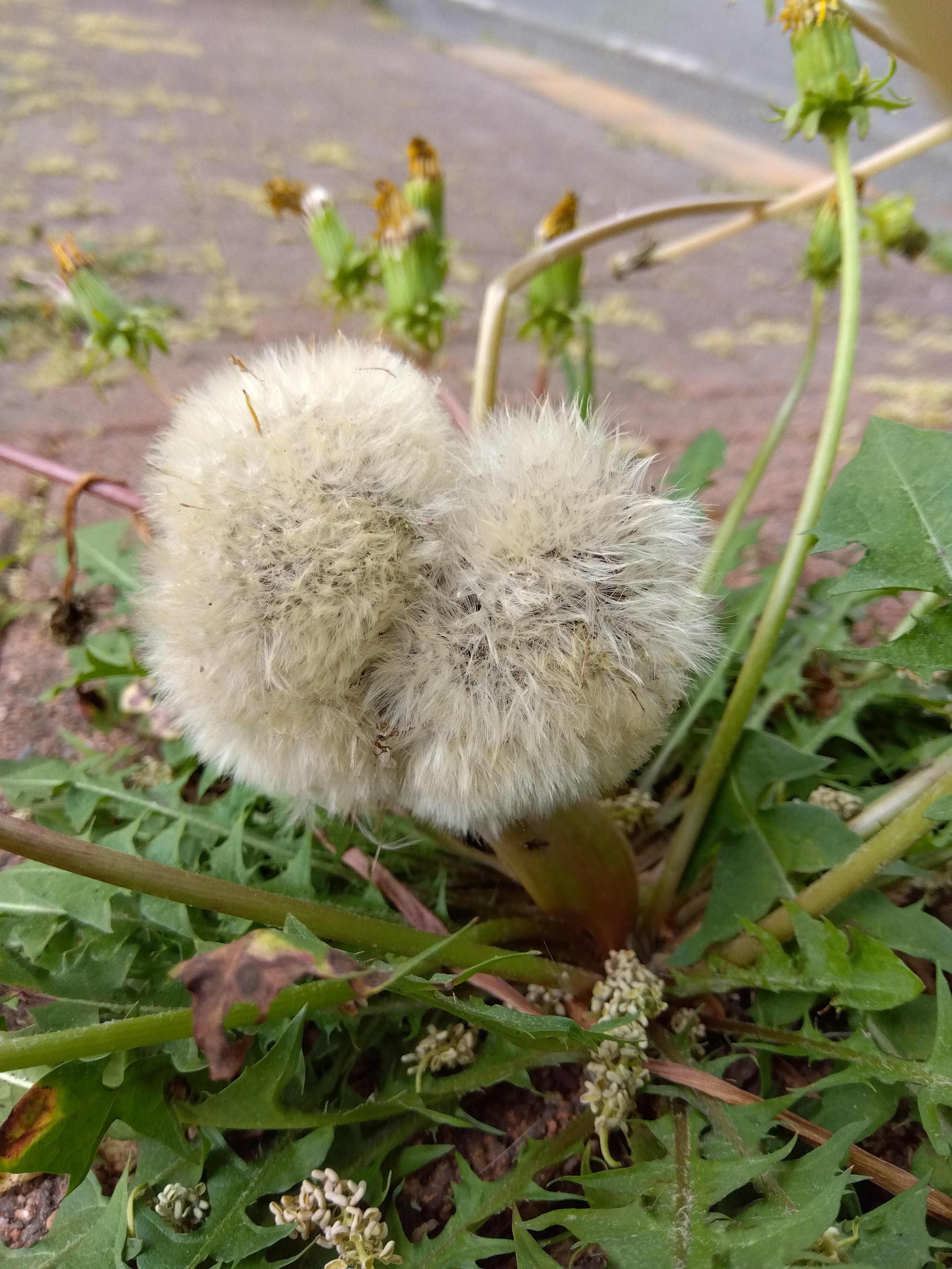 奇形タンポポ - Search / X