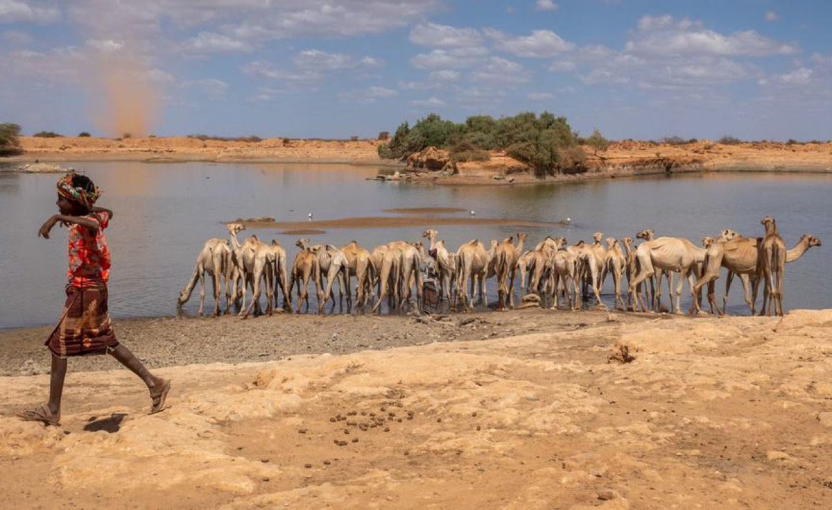 boppinmule's tweet image. Ethiopia: 'WFP's Operations Are at Breaking Point' - Hundreds of Thousands Will Suffer 🇪🇹 #Ethiopia #foodcrisis #climateishealth #Ethiopiahunger allafrica.com/stories/202504…