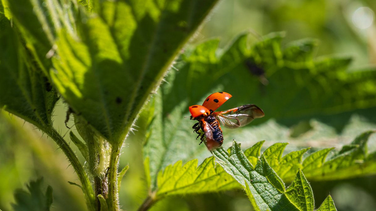 Start ins #Wochenende 🐞🌤😊🙋‍♀️