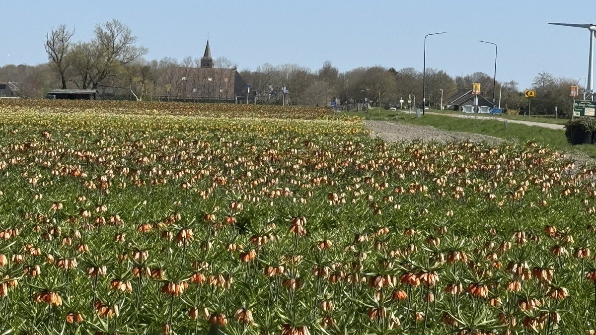 Weight4Life's tweet image. Prachtige #keizerskroon 💚