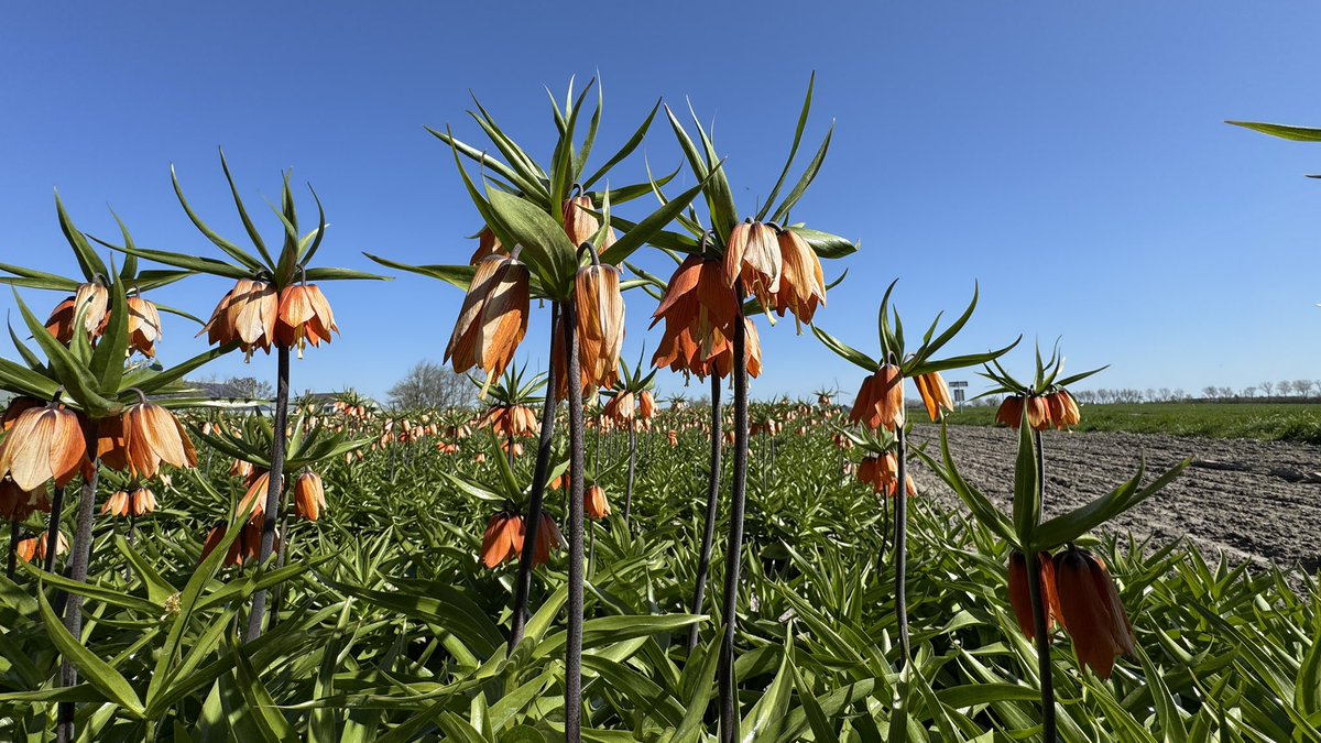 Weight4Life's tweet image. Prachtige #keizerskroon 💚