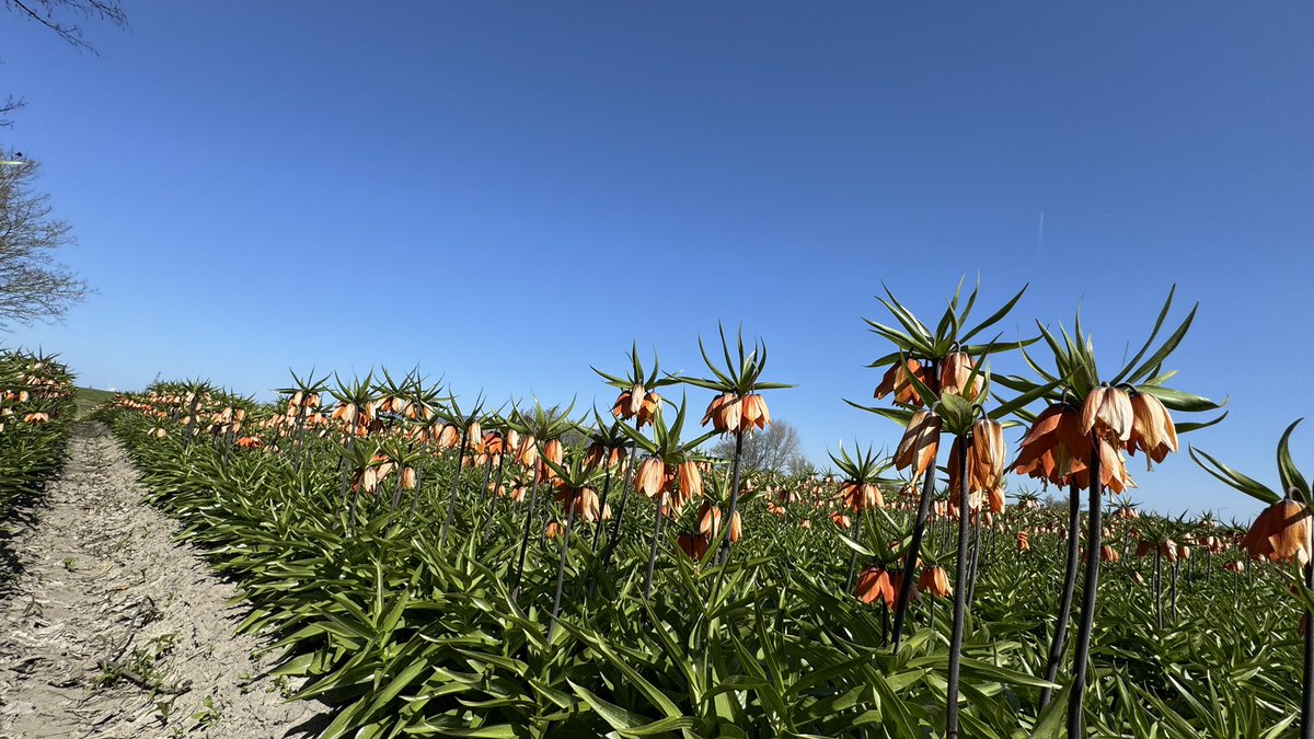 Weight4Life's tweet image. Prachtige #keizerskroon 💚