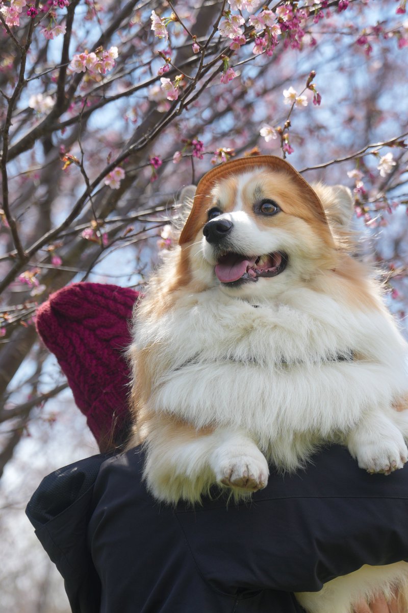 mocosuke1106's tweet image. 桜もち食べたいなぁ～🌸

#コーギー #corgi #α7cii