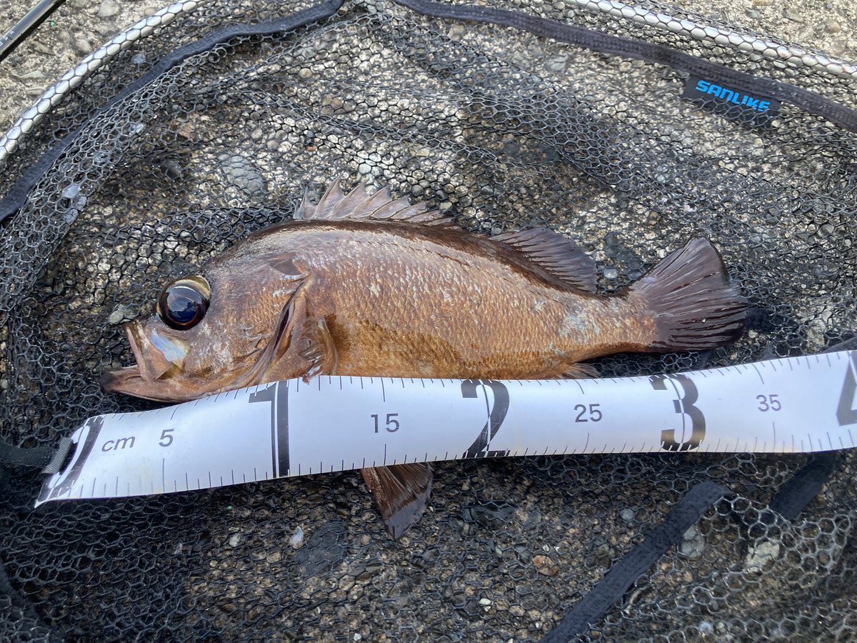 Tyu_booo's tweet photo. 初めてメバル釣ったんだけど…
尺どころじゃなくて37cm…!? https://t.co/BwOjnCld6k
