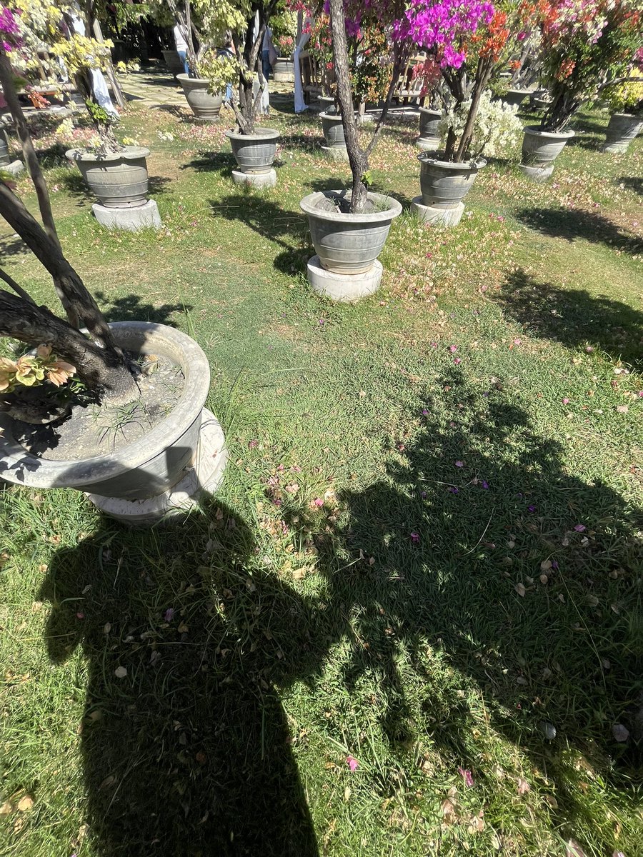 kiki ≽^•༚• ྀི≼ 🪷 tweet media