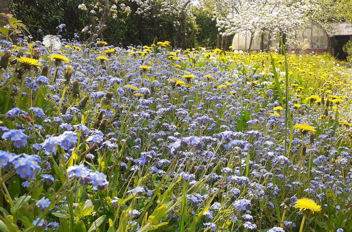 Dave Hodson Gardens tweet media