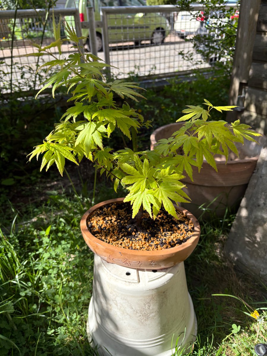 SashTheDee's tweet photo. My Orange Dream loves the Sun 🍁 
2 Years old.  I love him ❤️  
#bonsai #prebonsai #youngplant #orangedream #acer #palmatum #imnotaweedplant https://t.co/HfSFKgd0m2