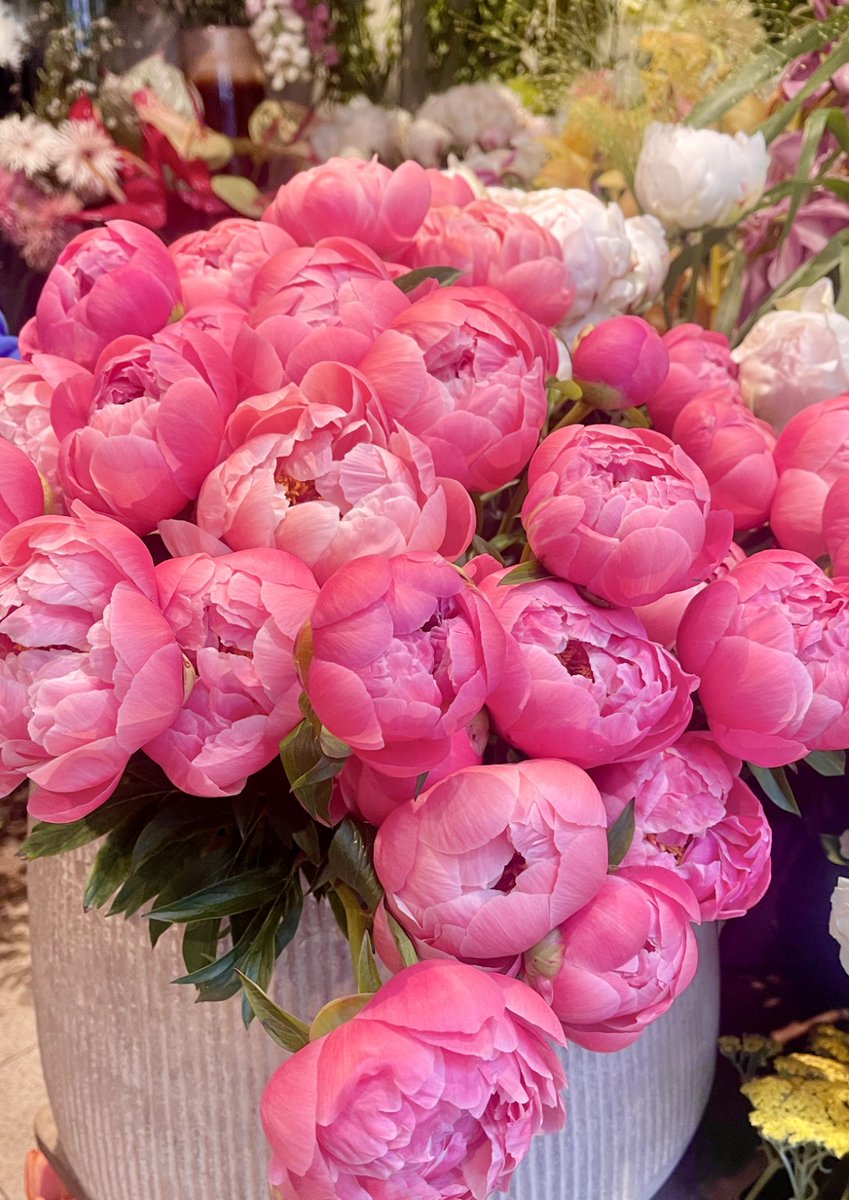 auque_vong's tweet photo. NOS PIVOINES SS2025 SONT PRECIEUSES ET GÉNÉREUSES - PROFITEZ D’UNE FIN DE SAISON INCROYABLEMENT FLORISSANTE - AUQUE ET VONG PARIS #fleuriste #pivoines #paris #fleurs #bouquets #Saison https://t.co/OR0pHjDfeN