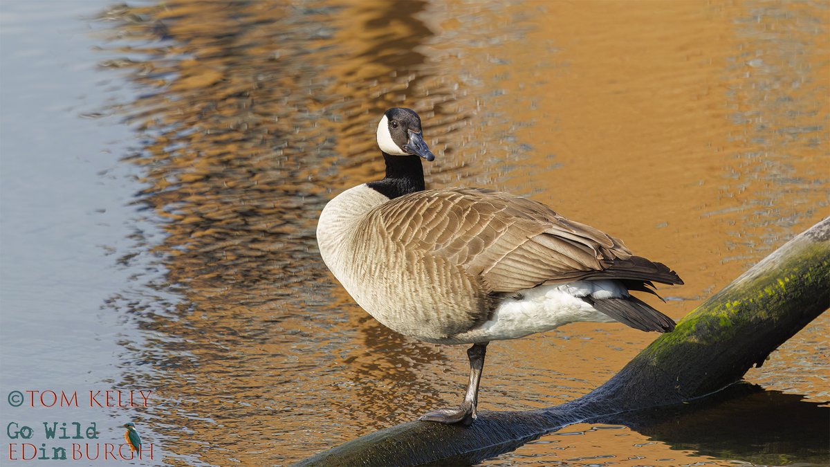 Plenty to see on the Water of Leith yesterday. Leith section was busiest with goosanders, mallards, coots, moorhen, eiders, swans, a variety of gulls &amp; a Canada goose. Numerous garden birds along the walkway, to look out for as well!

#waterofleith #edinburgh #urbanwildlife