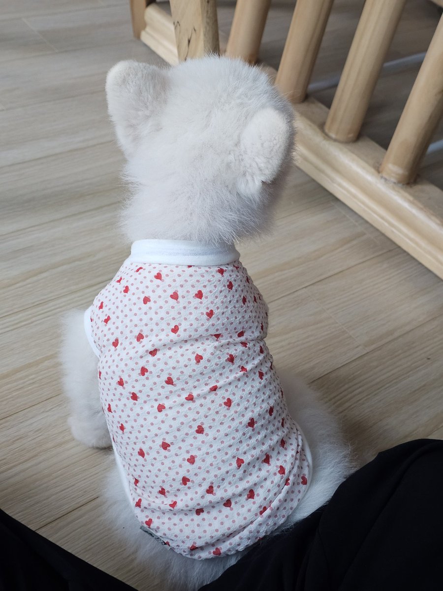 Darae_Hami's tweet photo. 오늘 바자회에서 친척집 강아지 줄 옷을 삿서요
사이즈도 딱이고 고모가 정말 좋아하십니다 히히🥹🥹
하미 옷도 주문해서 두근거려뇨 https://t.co/uFiAgD5Jfd